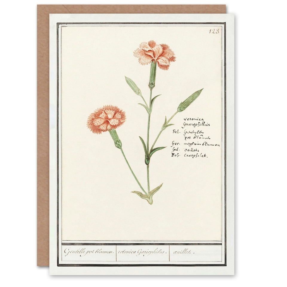 image 1 of Anselmus de Boodt Art Card Carnation Dianthus Flower