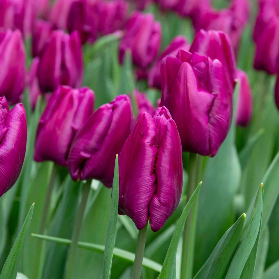 image 1 of Marshalls Garden Tulip Bulbs 'Purple Prince' – 10 Bulbs, Early-Flowering Purple Tulips