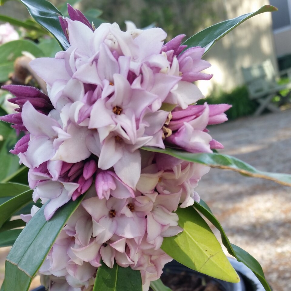image 1 of YouGarden - Daphne 'Perfume Princess' in a 13cm Pot - Fragrant Spring Flowering Evergreen Shrub, Hardy, Easy to Grow