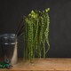 image 2 of Hill Interiors Faux Amaranthus - Green - 1m
