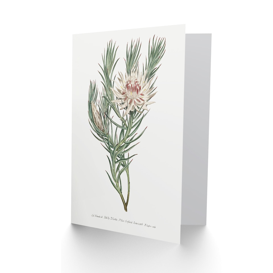 image 1 of Francis Sansom Dagger Leaf Sugarbush Flower Bloom Art Greeting Card