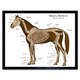 image 1 of Animals Skeleton Bones Horse Anatomy 12x16" Framed Wall Art Print