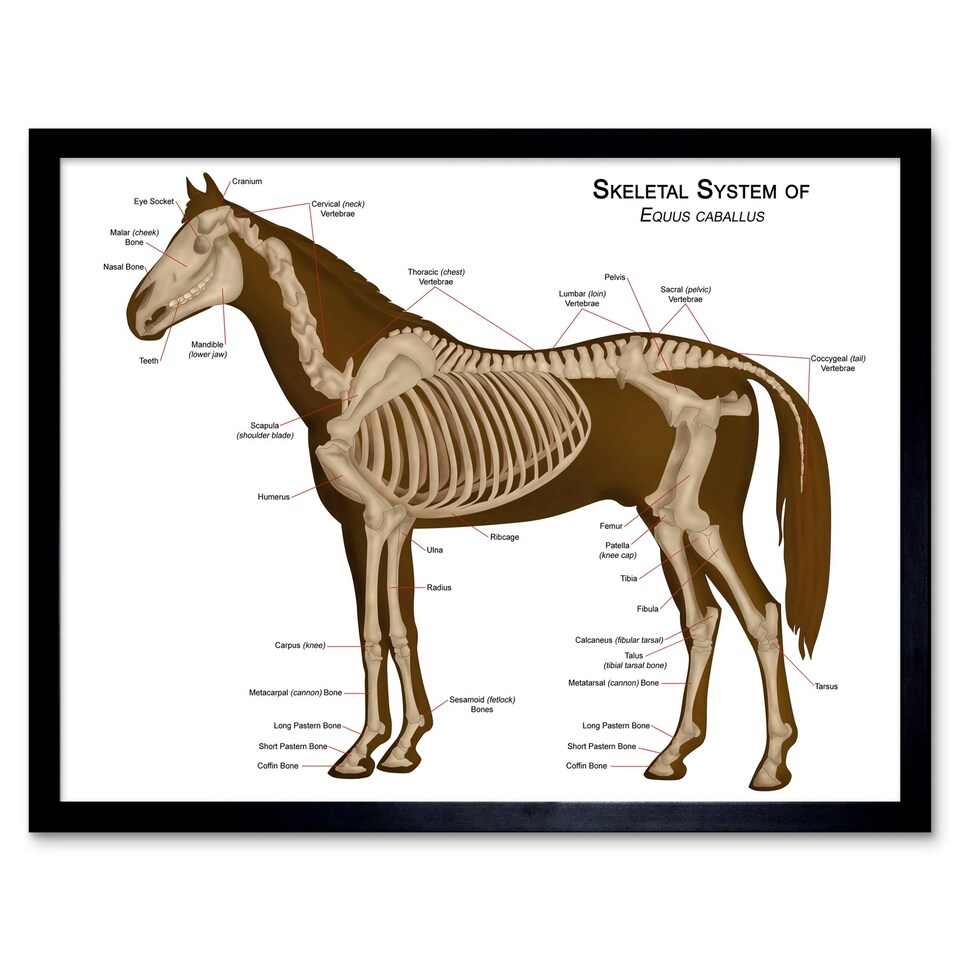 image 1 of Animals Skeleton Bones Horse Anatomy 12x16" Framed Wall Art Print