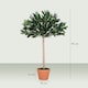 image 5 of Outsunny 3ft Artificial Olive Tree Indoor Plant Greenery for Home Office Potted in An Orange Pot