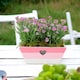image 1 of Dianthus Pink Kisses in Pink & White Wooden Trough