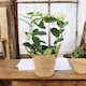 image 1 of Stephanotis Jasmine Hoop  Fragrant Indoor Flowering Plant in 12cm White Ceramic Pot