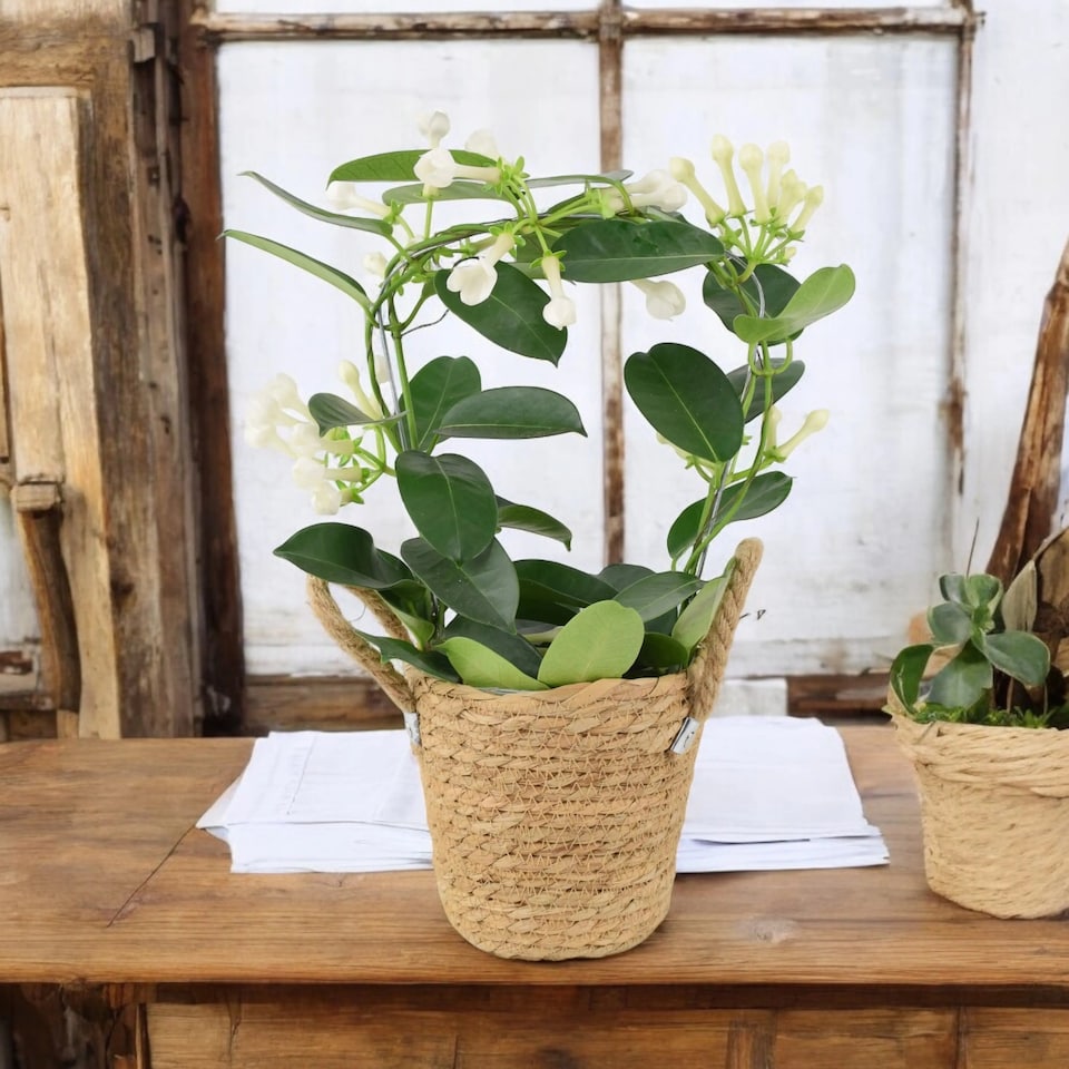 image 1 of Stephanotis Jasmine Hoop  Fragrant Indoor Flowering Plant in 12cm White Ceramic Pot