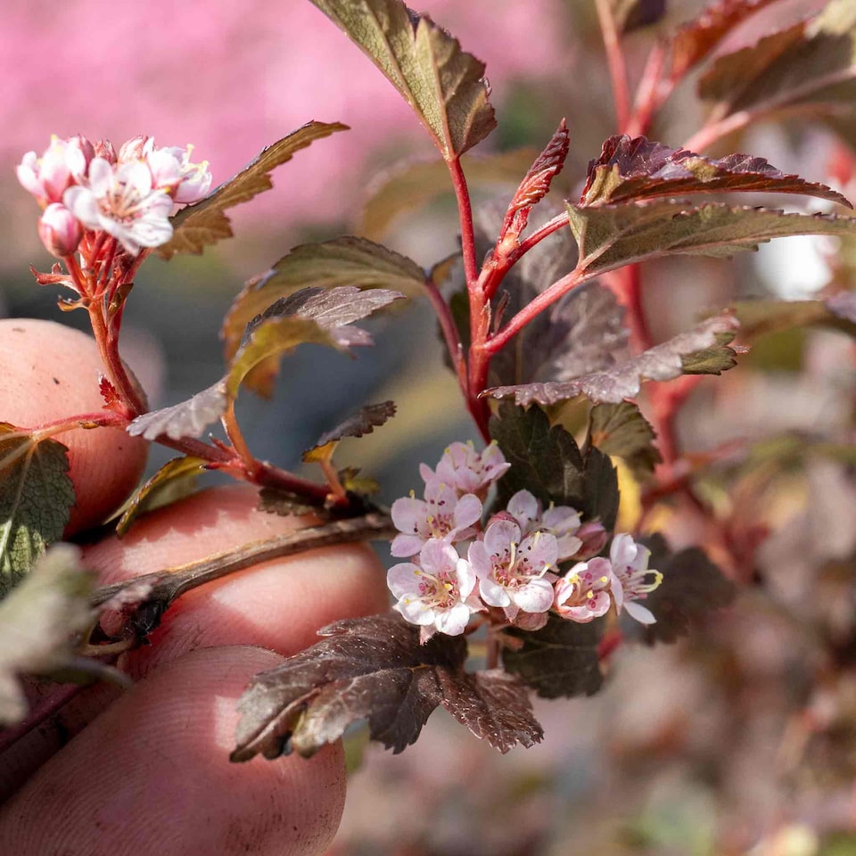 image 1 of Marshalls Garden Physocarpus 'Little Joker' - Compact Red-Foliage Shrub 9cm