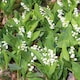 image 2 of Marshalls Garden Lily of the Valley (Convallaria majalis) 3 x 9cm
