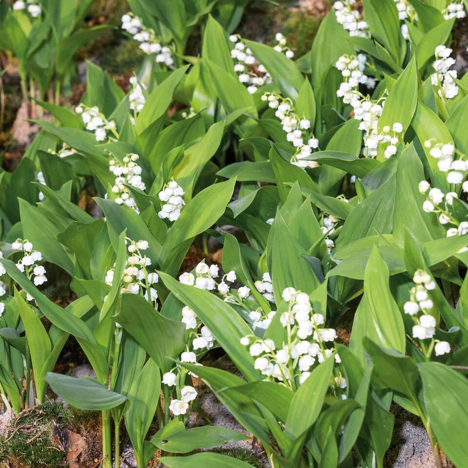 image 1 of Marshalls Garden Lily of the Valley (Convallaria majalis) 3 x 9cm