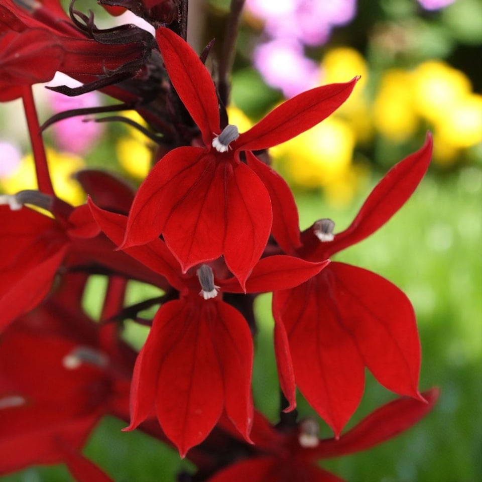 image 1 of Carbeth Plants Lobelia Speciosa Mix Starship Deep Scarlet 3 x 9cm Pot in 9cm Pot - Hardy Perennial Garden Plants