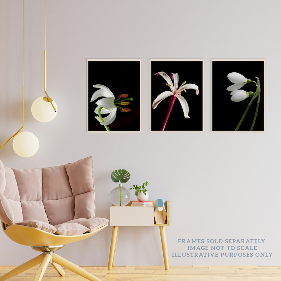 image 1 of Set of 3 Macro Photo Flower Bloom Petal Anther Stem Photography Black Wall Art Prints 12x16 Inch