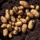 image 1 of Marshalls Garden Seed Potatoes 'Maris Bard' 1kg | White | 1