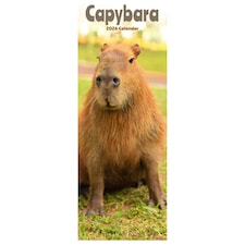 Capybara Slim 2026 Calendar | Slimline Wall Calendar | Animal Gift | Plastic Free Packaging | by Avonside Publishing [Calendar] Avonside Publishing Ltd