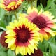 image 1 of Gaillardia Torchlight 1 Litre Potted Plant x 1