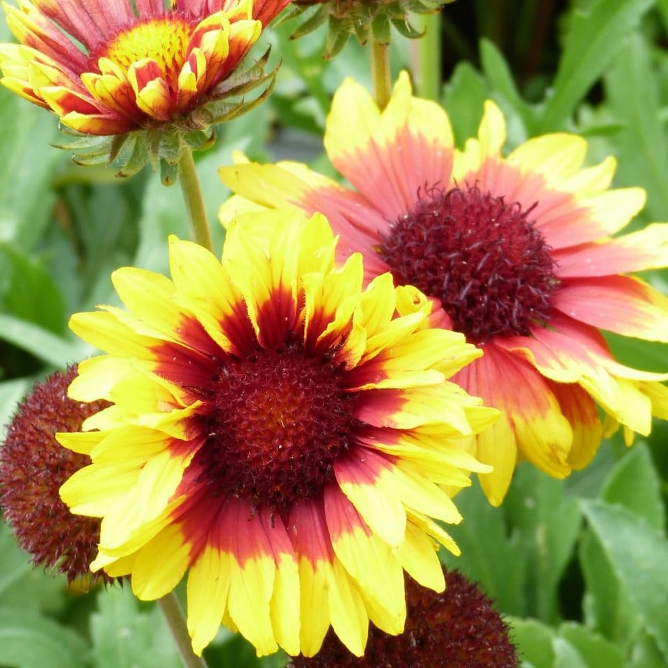 image 1 of Gaillardia Torchlight 1 Litre Potted Plant x 1