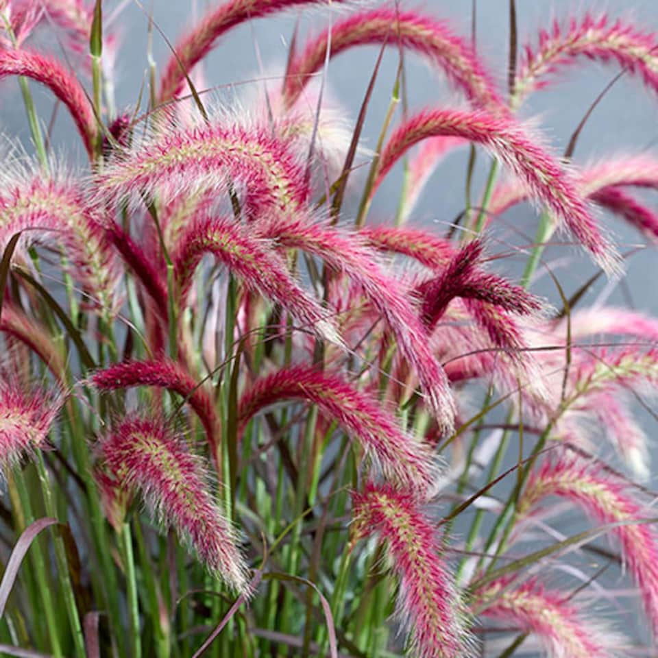 image 1 of YouGarden Pennisetum 'Tiny Tails', Ornamental Grasses, Perennial, 19cm Potted Plant, Garden Colour, Drought Tolerant