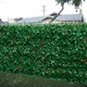 image 2 of Primrose American Beech Artificial Patio Hedge Panels 50cm x 50cm Set of 2