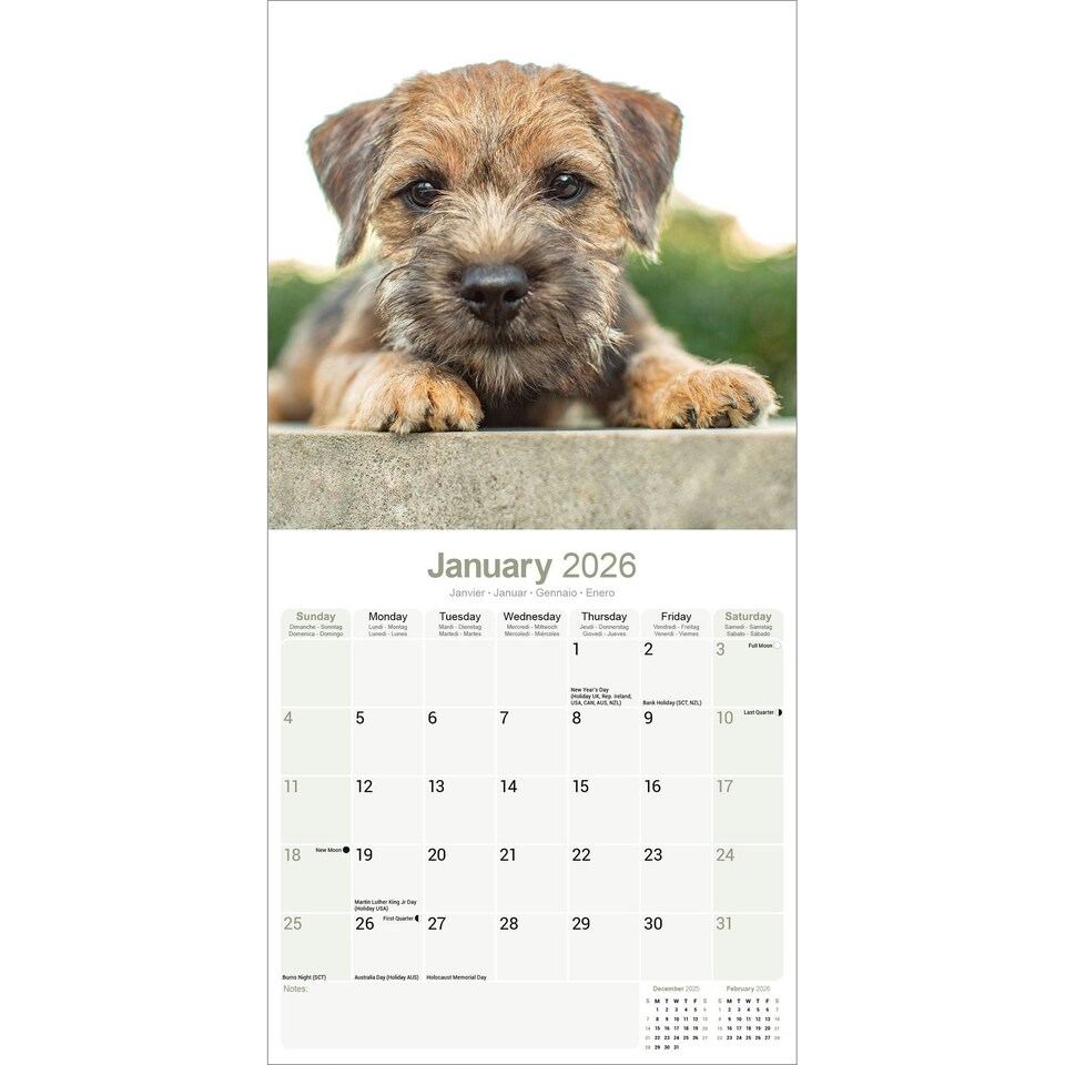 image 1 of Border Terrier 2026 Calendar | Square Wall Calendar | Dog Breed Gift | Plastic Free Packaging | by Avonside Publishing
