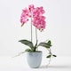 image 1 of Homescapes Pink Orchid 54 cm Phalaenopsis in Ceramic Pot