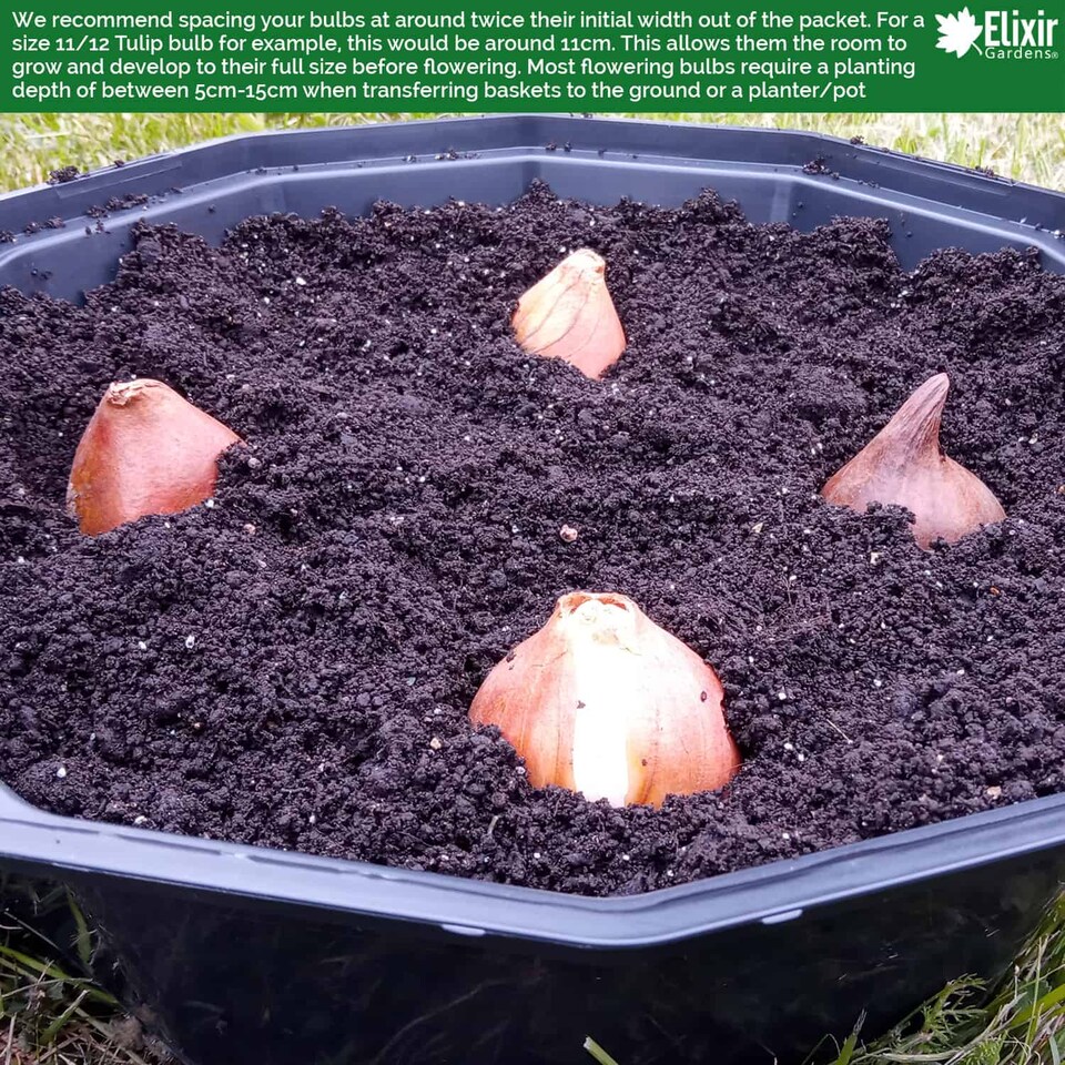 image 1 of Elixir Gardens Black Bulb Baskets 26cm Daffodil Tulip Crocus Snowdrop Allium Easy Planter (Quantity x 12)