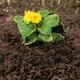 image 4 of Westland Weed Stop Decorative Ground Cover - 6 Months Protection - 50 litres