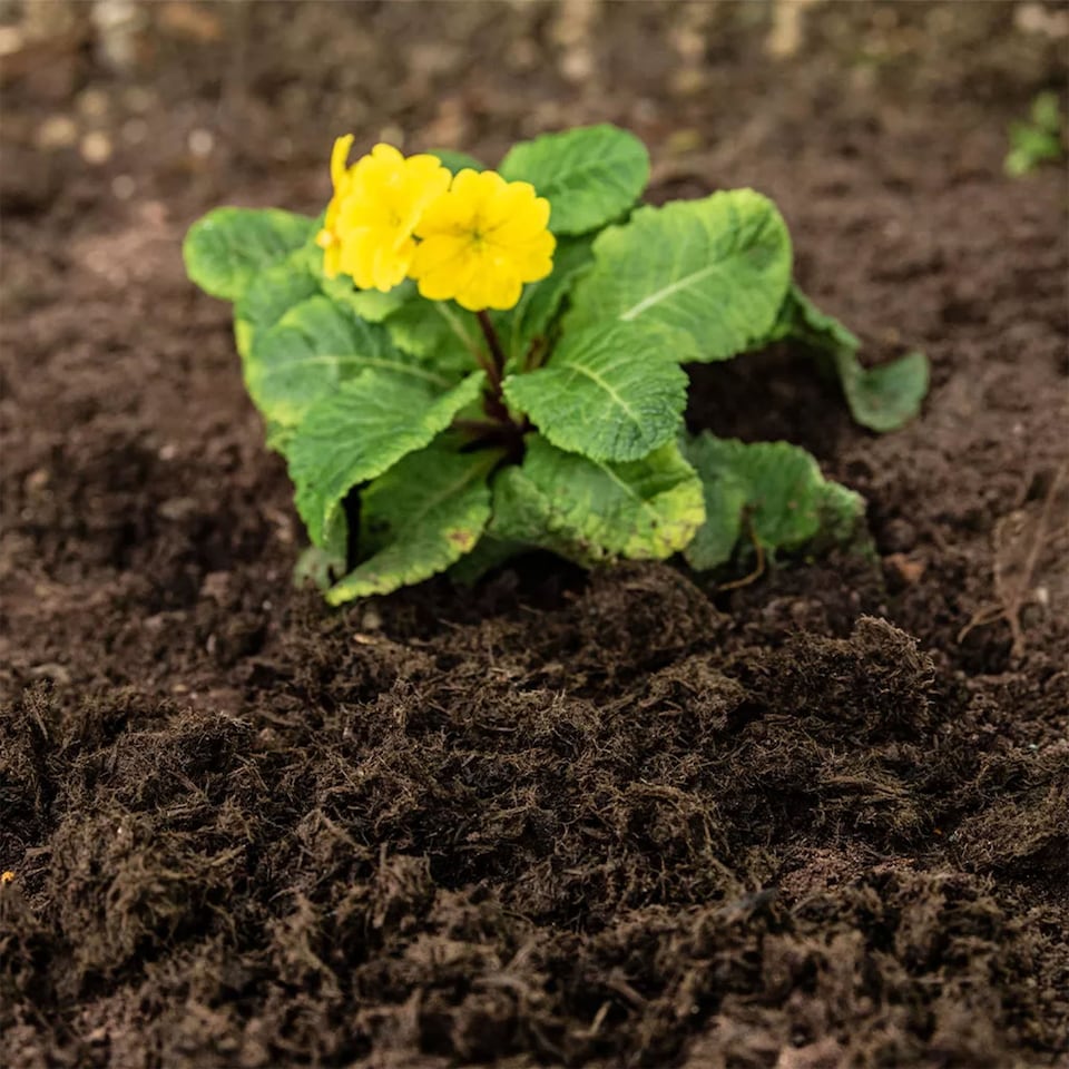 image 1 of Westland Weed Stop Decorative Ground Cover - 6 Months Protection - 50 litres