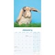 image 3 of Lop Eared Rabbits 2026 Calendar | Square Wall Calendar | Animal Gift | Plastic Free Packaging | by Avonside Publishing