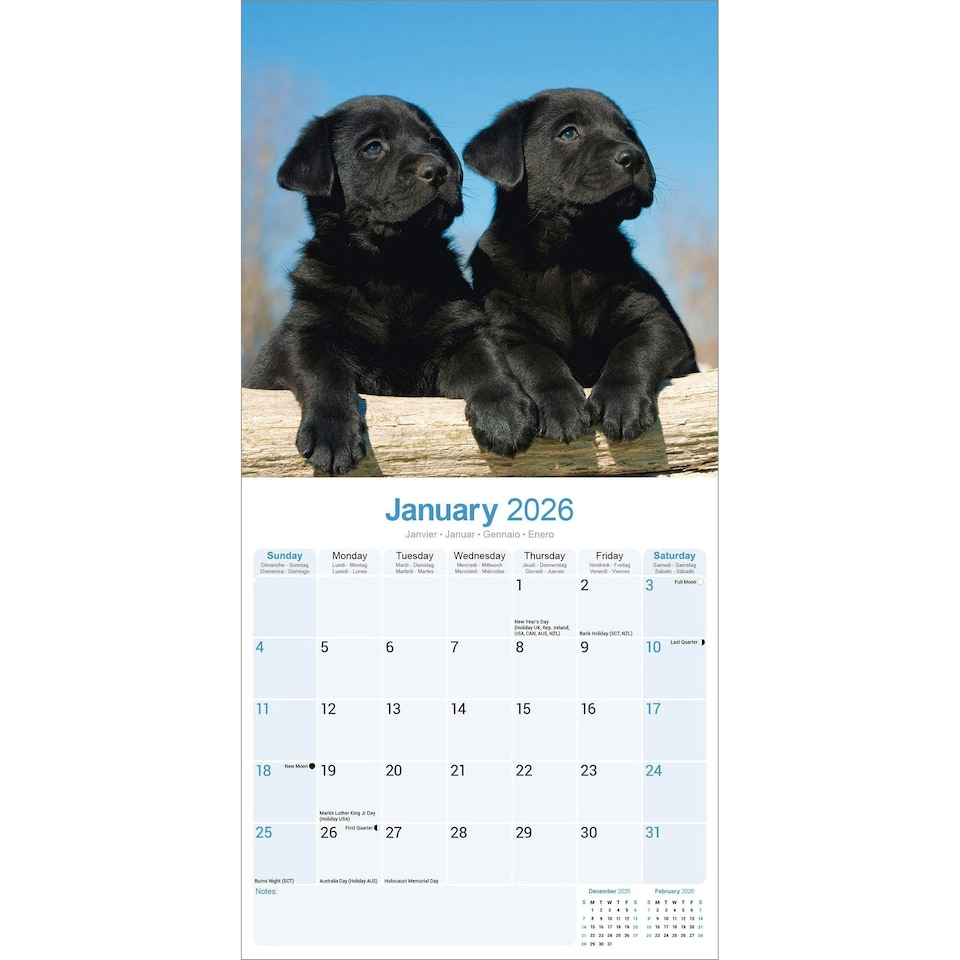 image 1 of Black Labrador Puppies 2026 Calendar | Square Wall Calendar | Dog Breed Gift | Plastic Free Packaging | by Avonside Publishing