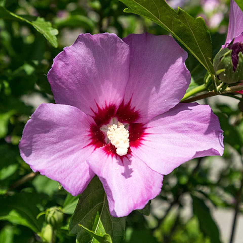 image 1 of Hibiscus Woodbridge 3L pot award winning shrub