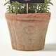 image 3 of Homescapes Artificial Thyme Plant in Decorative Pot