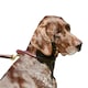 image 2 of Weatherbeeta Rolled Leather Dog Collar - Brown - XS