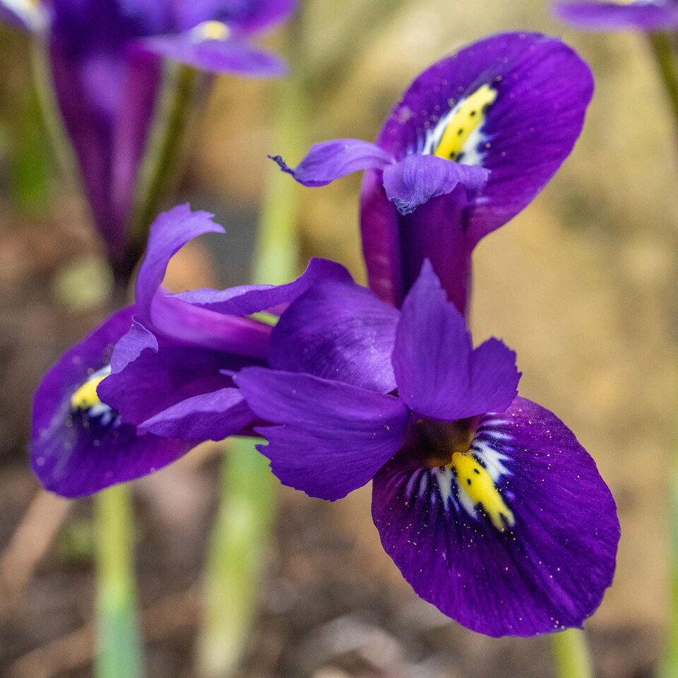image 1 of Marshalls Garden Iris Bulbs 'Harmony' - 20 Bulbs, Early Spring Blue Flowers