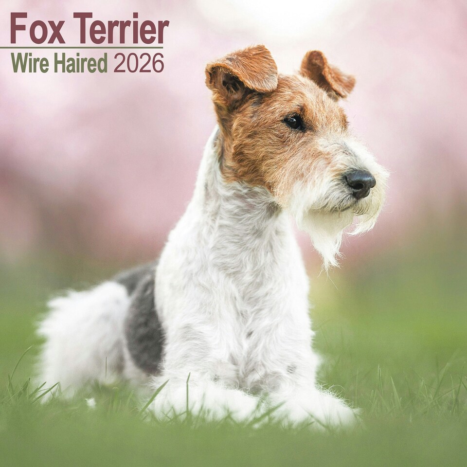 image 1 of Fox Terrier (Wire Haired) 2026 Calendar | Square Wall Calendar | Dog Breed Gift | Plastic Free Packaging | by Avonside Publishing