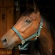 image 4 of Gallop Equestrian Premium Padded Headcollar With Matching Leadrope Purple | Size: Shetland
Colour: Purple