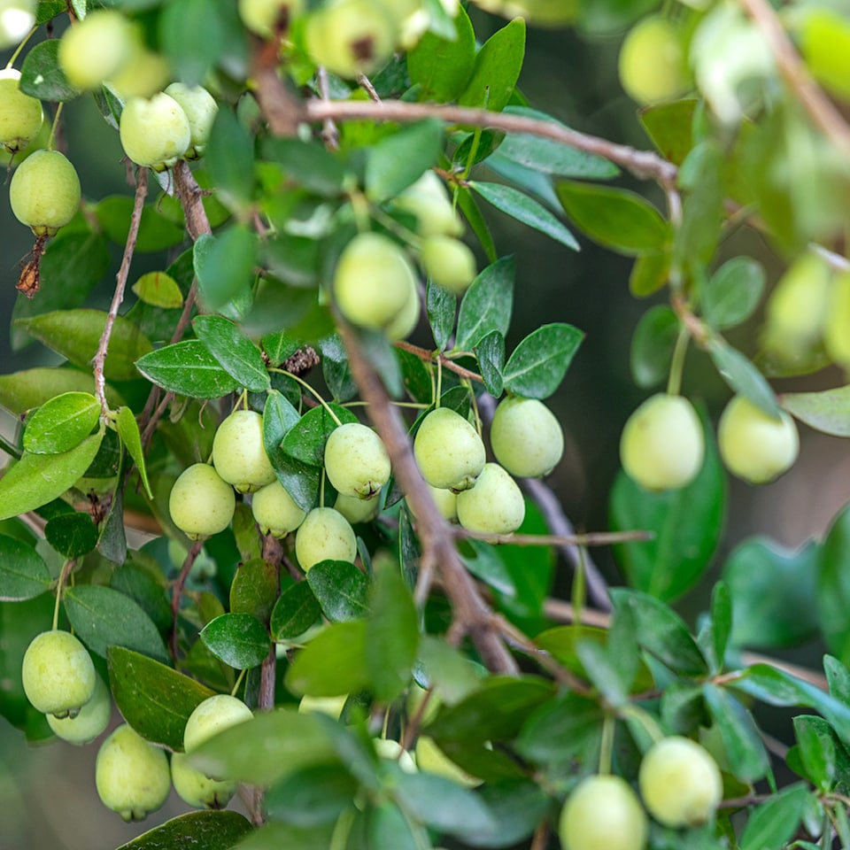 image 1 of YouGarden Myrtus communis, Common Myrtle Evergreen Shrub, 1 x 18cm Pot, Fragrant Leaves, White Flowers Hardy Plant
