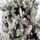 image 8 of 4ft White Snowy Tips Frosted Helsinki Fir Christmas Tree White | 4ft