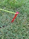 image 6 of Pack of 6 Extra long  30cm  Plastic Tent Pegs