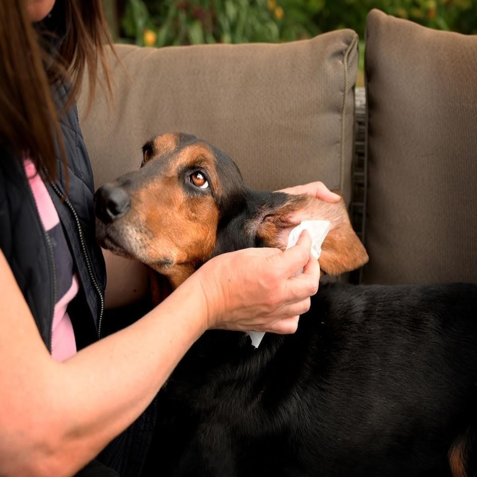 image 1 of Aqueos Dog Wipes Antibacterial 200 Wipes