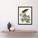 image 4 of Birds of America Pigeon Hawk Audubon Nature Framed Wall Art Print 12X16"