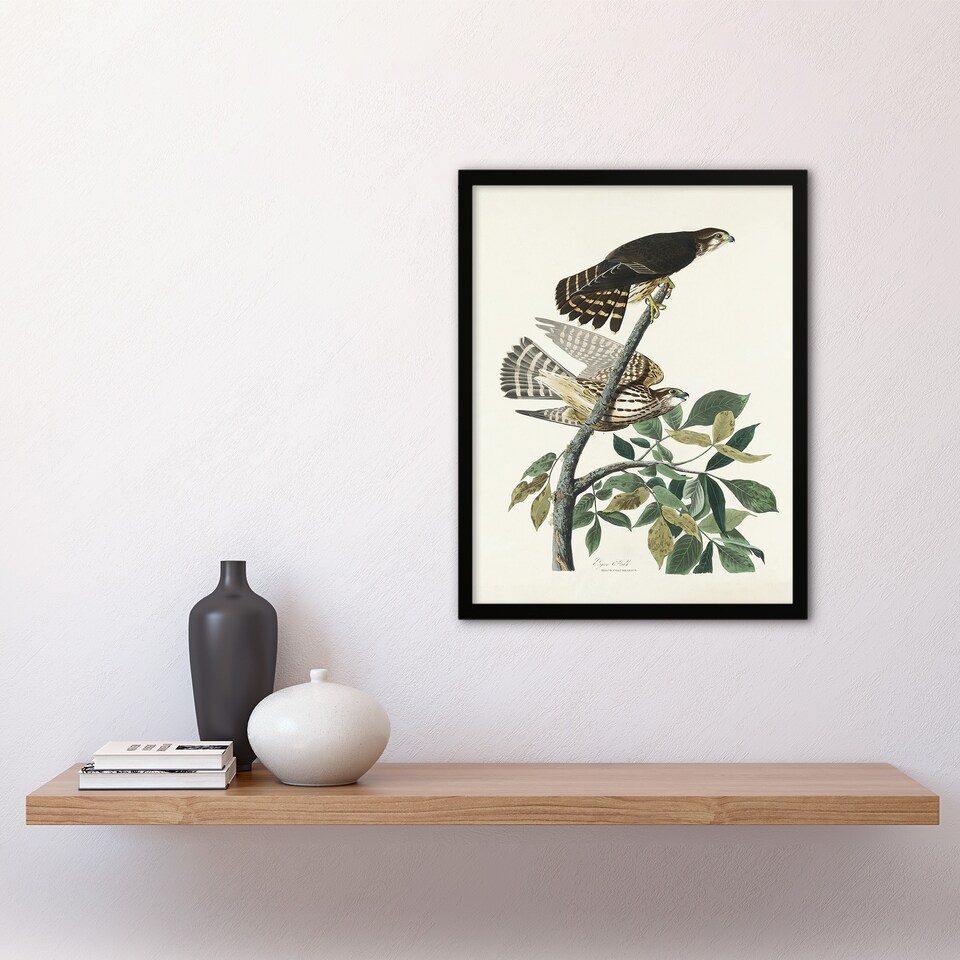 image 1 of Birds of America Pigeon Hawk Audubon Nature Framed Wall Art Print 12X16"