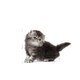 image 8 of Royal Canin Cat Persian Kitten 4KG