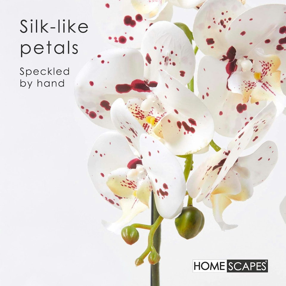 image 1 of Homescapes White Orchid 62 cm Phalaenopsis in Ceramic Pot Extra Large, 5 Stems