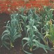 image 2 of Leek Below-Zero F1 Hybrid Cold-Hardy Rust-Resistant Winter Harvest Vegetable Seeds 25pk