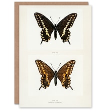 Sherman Denton Art Card Black Swallowtail Butterfly