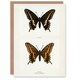 image 1 of Sherman Denton Art Card Black Swallowtail Butterfly