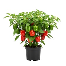 Liberty Belle Sweet Pepper Liberty Belle Ball 6 Plants