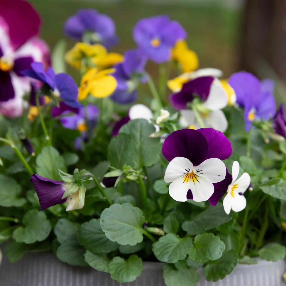image 1 of Viola 'Sorbet Mix' - Garden-ready plugs, winter to early spring blooms
