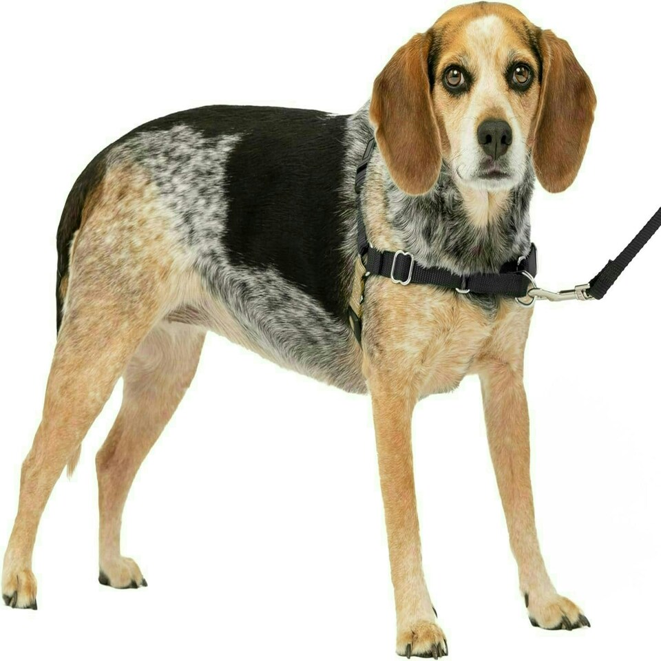 image 1 of PetSafe Easy Walk Harness - Small/Medium-Black