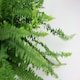 image 3 of Boston Fern Green | Boston Fern 12cm